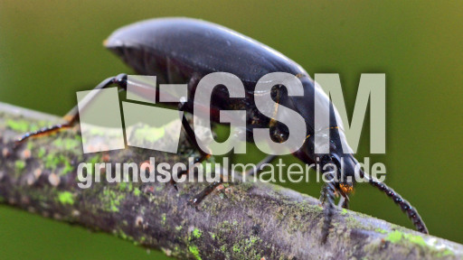 Großer Schwarzkäfer_4.jpg